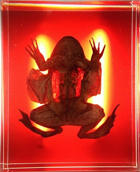 imaculate dissection